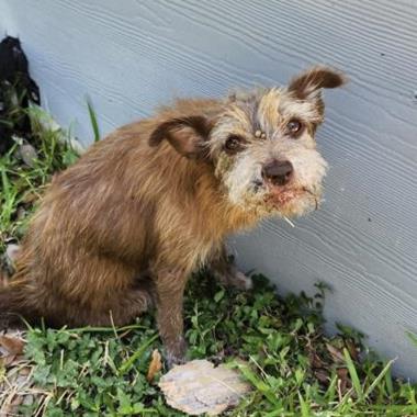 A822866, a Norwich Terrier, available for adoption