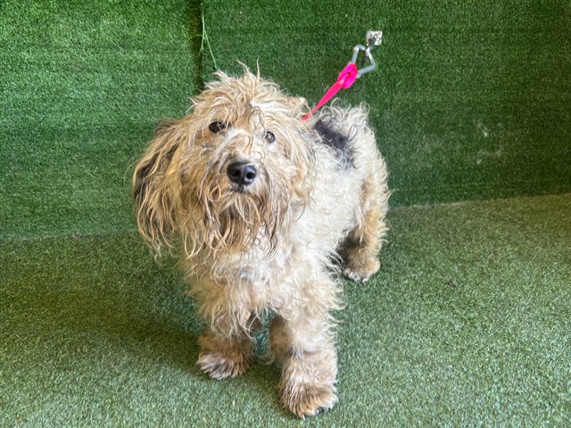 A5799377, a Maltese, available for adoption