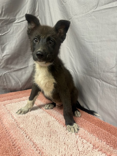 A5799330, a German Shepherd, available for adoption