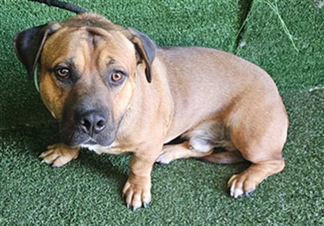 Baxter, a German Shepherd, available for adoption