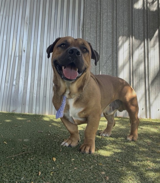 Baxter, a German Shepherd, available for adoption
