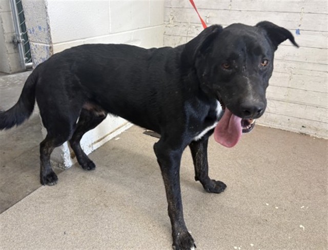 Gideon, a German Shepherd, available for adoption