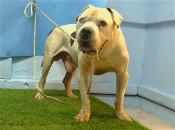 Raiden, a American Bulldog, available for adoption