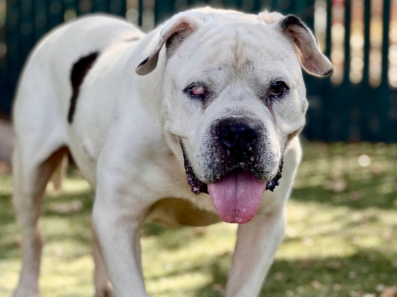 Raiden, a American Bulldog, available for adoption
