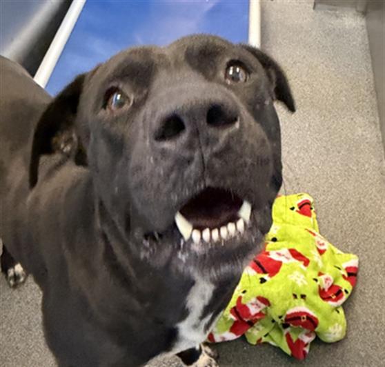 Tigre, a Pit Bull Terrier (mix breed), available for adoption