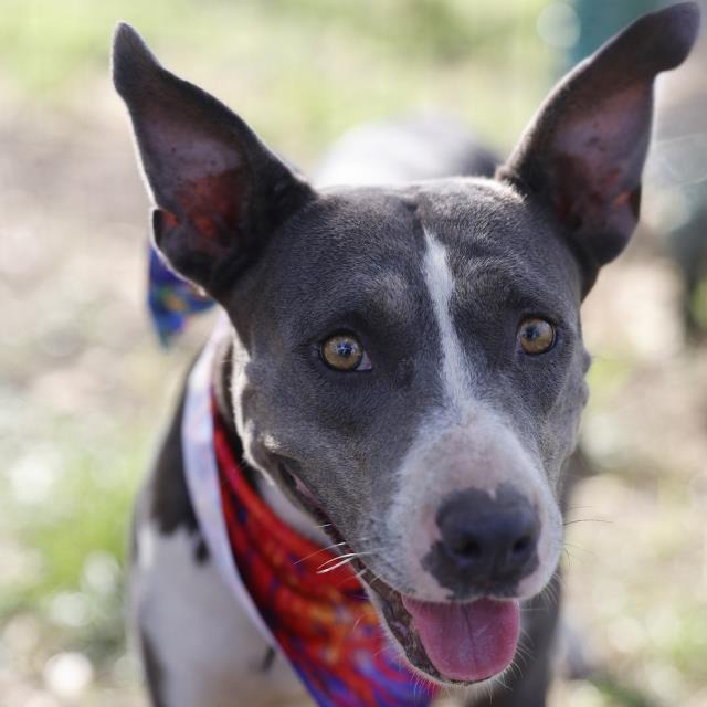 Nayeli, a American Staffordshire Terrier (mix breed), available for adoption