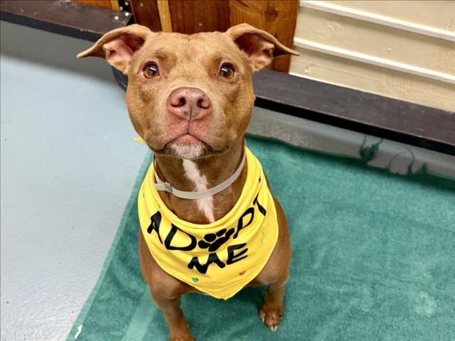 Rowan, a Labrador Retriever (mix breed), available for adoption