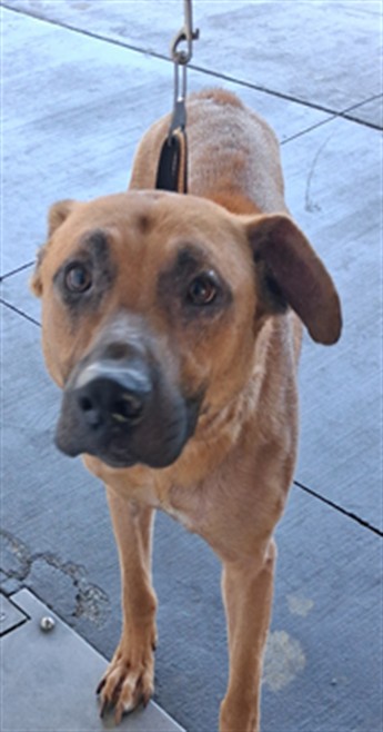 Major, a Black Mouth Cur (mix breed), available for adoption