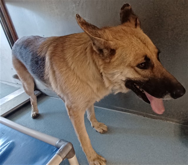 Lucy, a German Shepherd, available for adoption