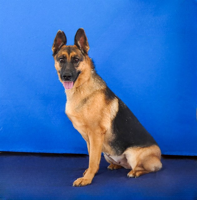 Lucy, a German Shepherd, available for adoption