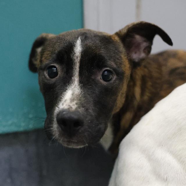 Oscar, a American Staffordshire Terrier (mix breed), available for adoption