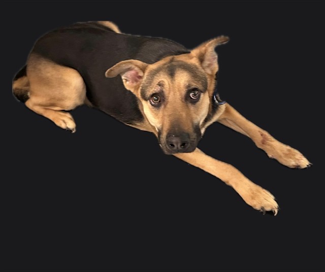 Lydia, a German Shepherd, available for adoption