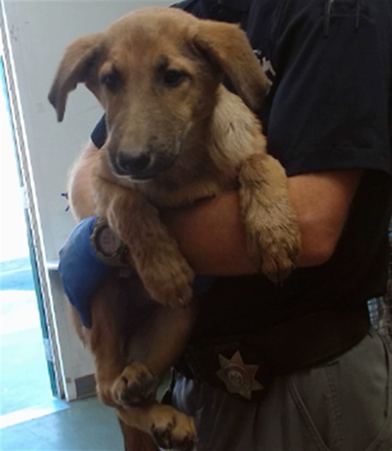 Millie, a Shepherd, available for adoption
