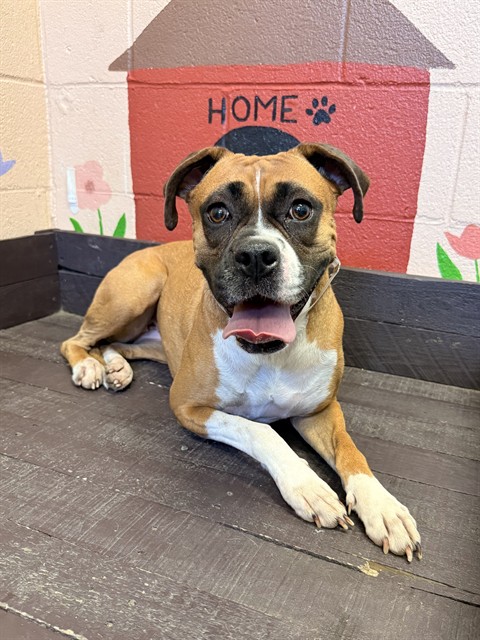 Charlie, a Boxer, available for adoption