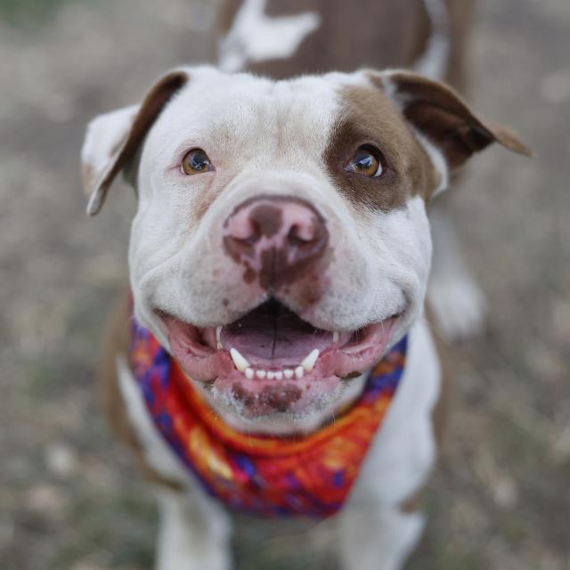 Homie D, a American Bulldog, available for adoption