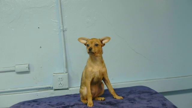 A5802010, a Chihuahua, available for adoption