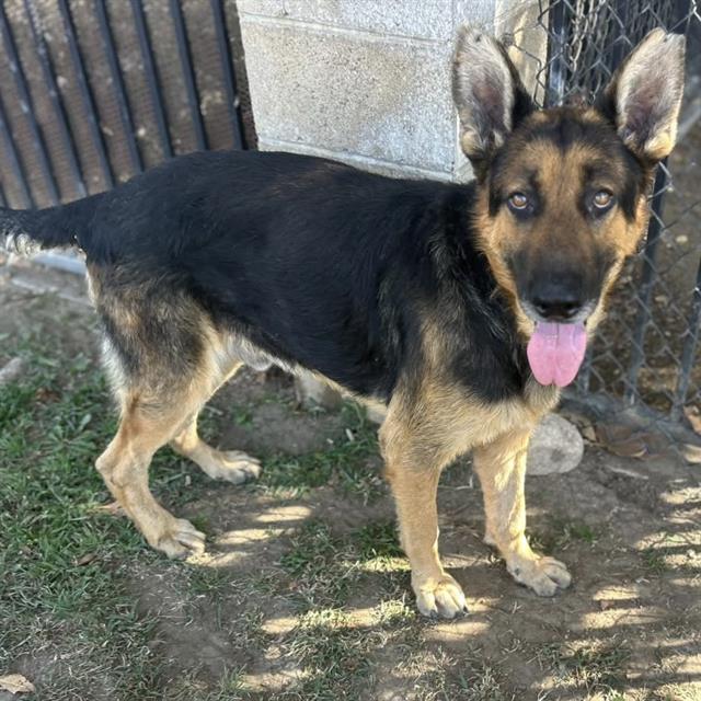 Rocky, a German Shepherd, available for adoption