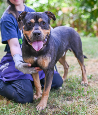 Gojo, a American Staffordshire Terrier (mix breed), available for adoption
