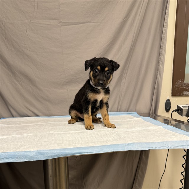 Cherry, a German Shepherd, available for adoption