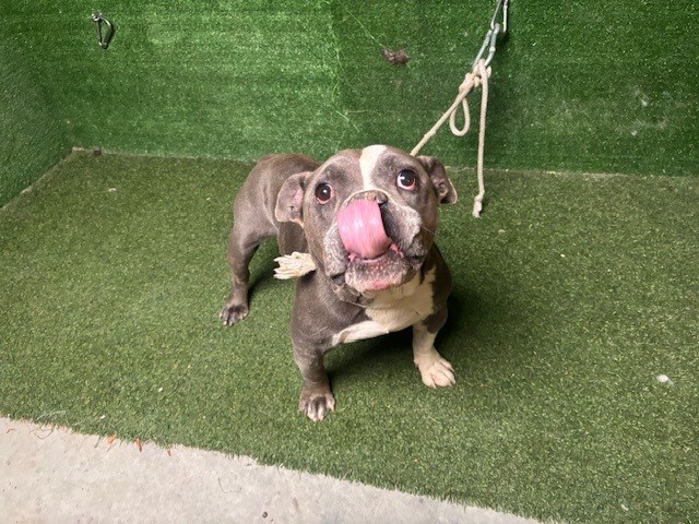 Mr. Cloud, a American Bulldog, available for adoption
