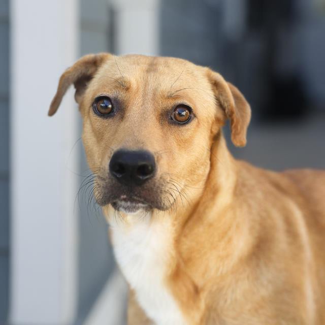 Mandy, a American Staffordshire Terrier (mix breed), available for adoption