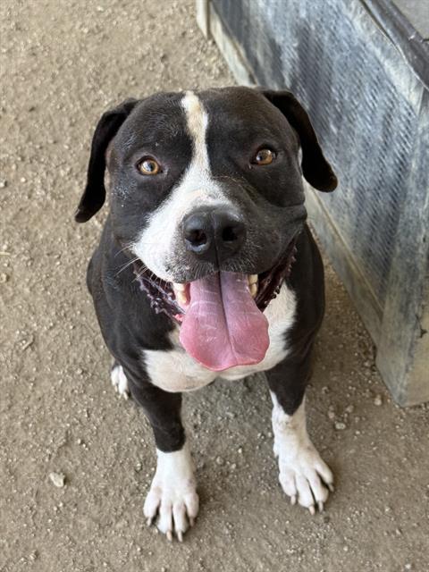 Spot, a Pit Bull Terrier (mix breed), available for adoption