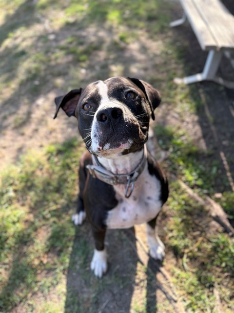 Other Photos of thie Dog