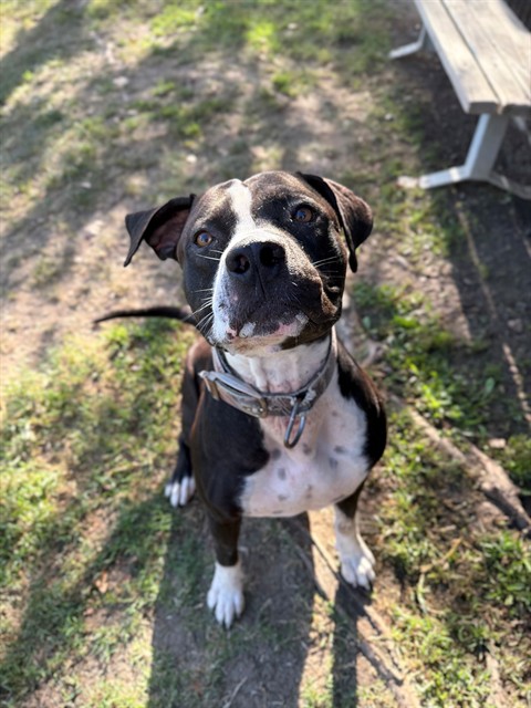 Other Photos of thie Dog