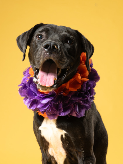 Slip N Slide, a Black Labrador Retriever (mix breed), available for adoption