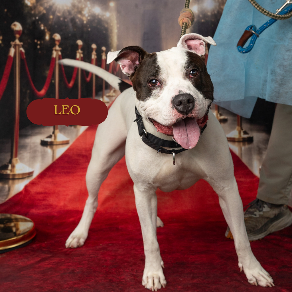 Leo, a Pit Bull Terrier (mix breed), available for adoption