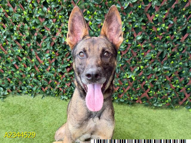 Beyblade, a German Shepherd (mix breed), available for adoption