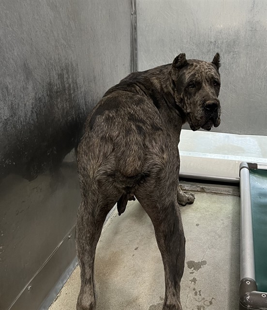 Selena, a Cane Corso Mastiff, available for adoption