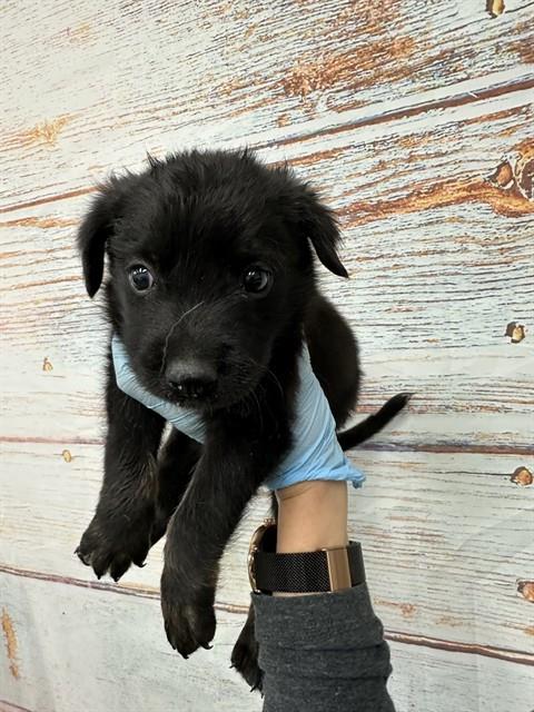 Teddy, a Shepherd (mix breed), available for adoption