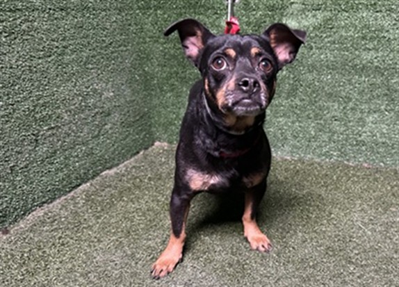Mater, a Chihuahua, available for adoption