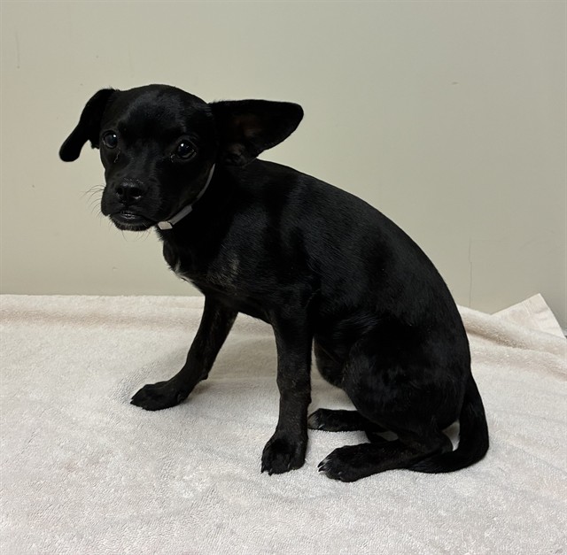 Olive, a Chihuahua, available for adoption