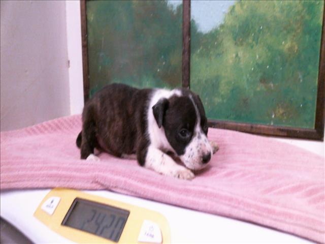 Cutlass, a Staffordshire Bull Terrier (mix breed), available for adoption
