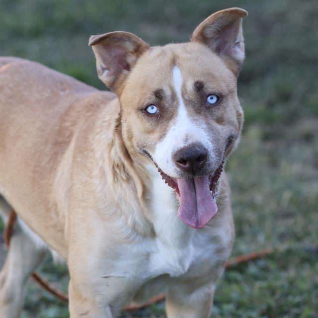 Mary Jane, a Pit Bull Terrier, available for adoption