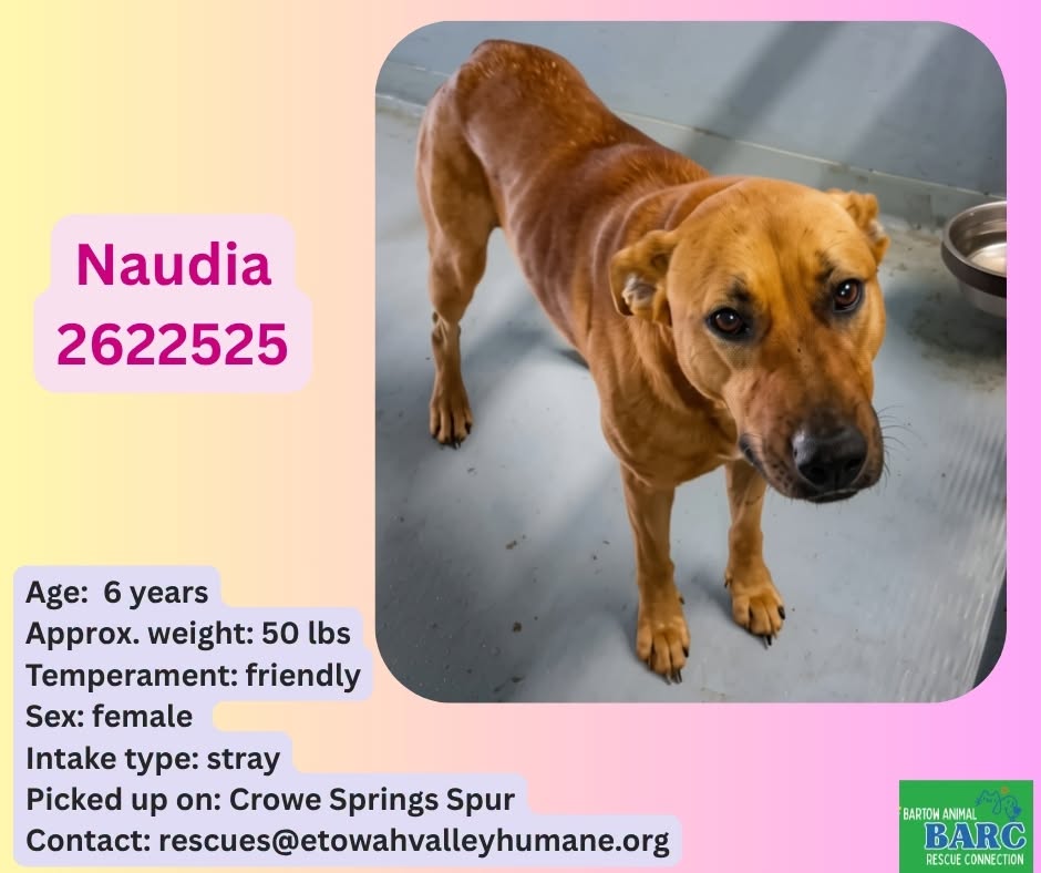 Naudia, a Retriever, available for adoption