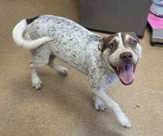 Opal, a Australian Kelpie (mix breed), available for adoption