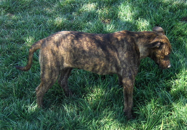 Other Photos of thie Dog