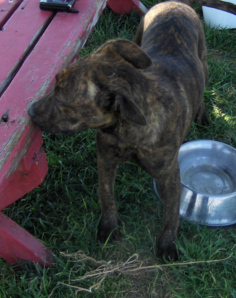 Other Photos of thie Dog