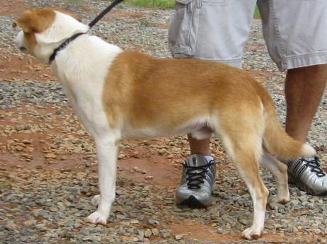 Other Photos of thie Dog