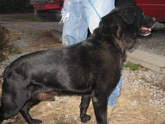 Other Photos of thie Dog