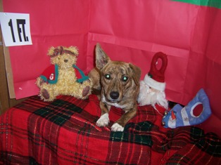 Other Photos of thie Dog