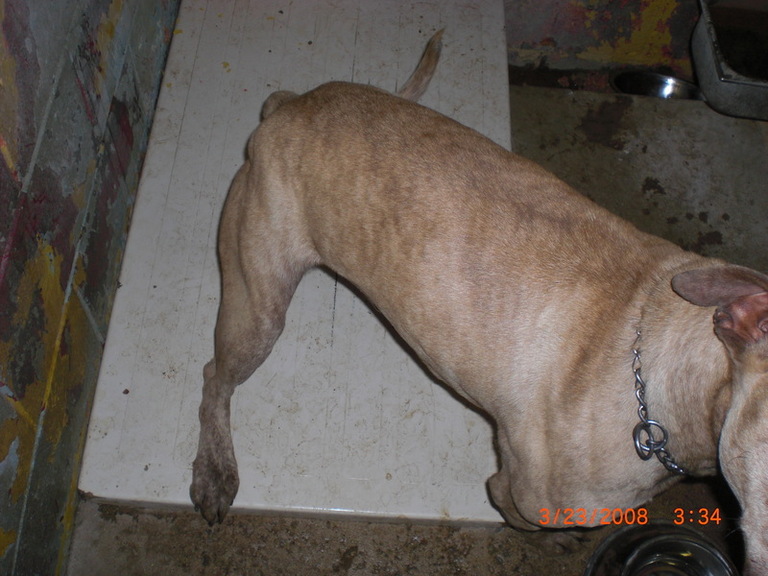Other Photos of thie Dog
