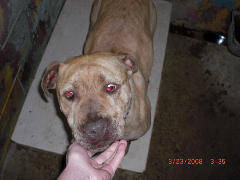 Other Photos of thie Dog