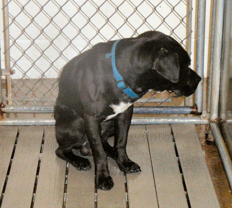Other Photos of thie Dog
