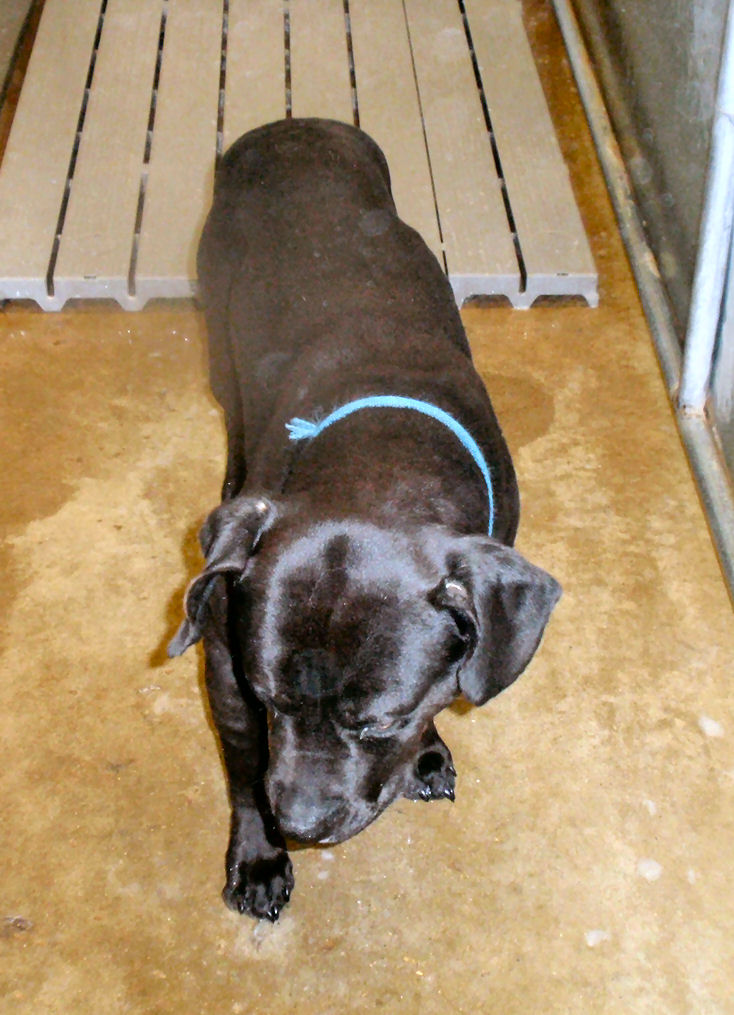 Other Photos of thie Dog
