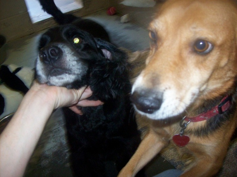 Other Photos of thie Dog
