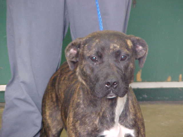 Other Photos of thie Dog